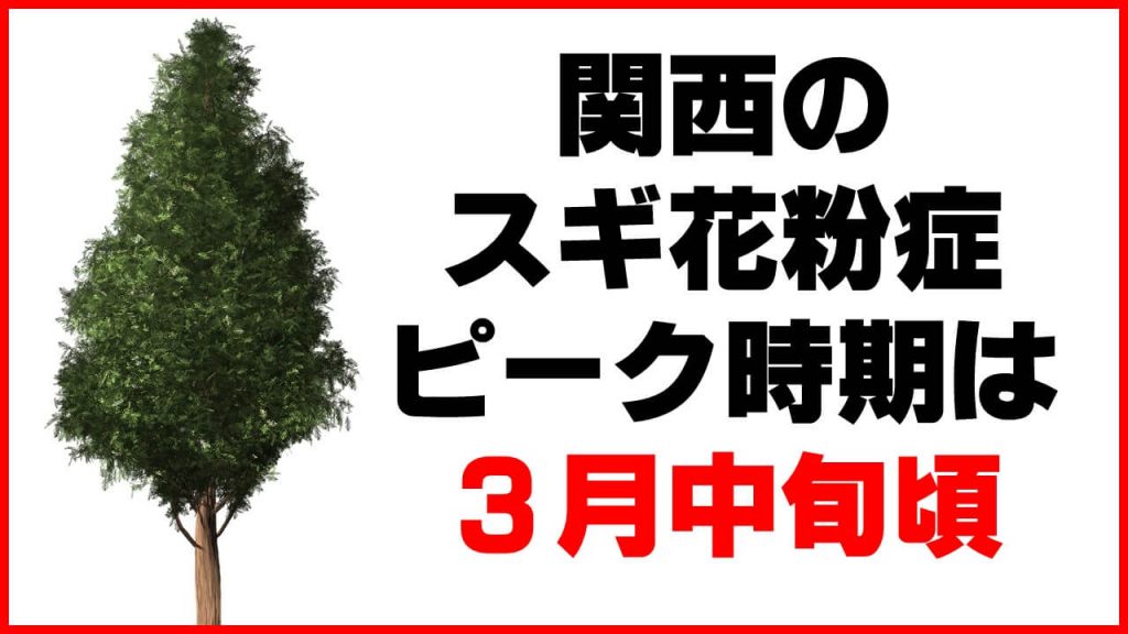 関西のスギ花粉症ピーク時期は3月中旬頃